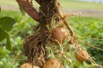 Wann hört man auf zu wachsen jungs. Erntezeit für Kartoffeln » Wann kann man sie ernten?