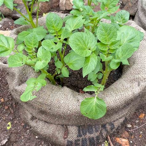 How To Grow Potatoes In Bags A Beginners Guide