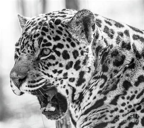 Jaguar In Black And White Photograph By Cj Park