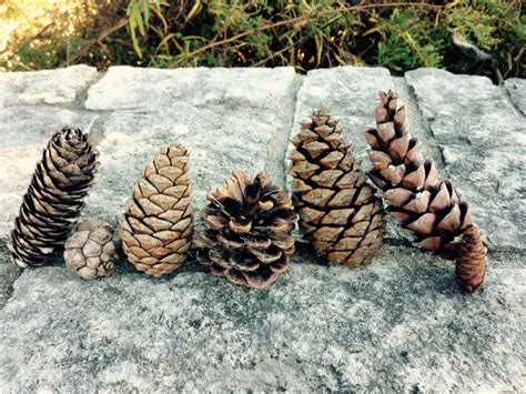 Pine Cone Botany For Beginners Dyck Arboretum 2023