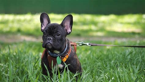 This best collar for french bulldog contains strong and flexible nylon webbing along with the reflective thread. Top 5 Best Harnesses for French Bulldogs in 2018 ...