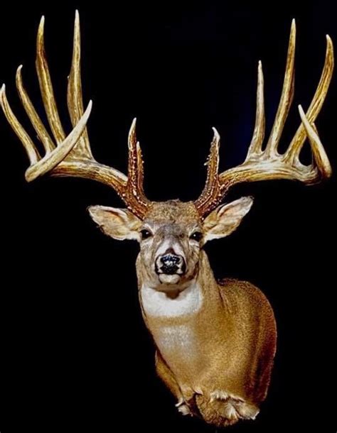 The Biggest Typical Whitetail Ever To Walk The Earth