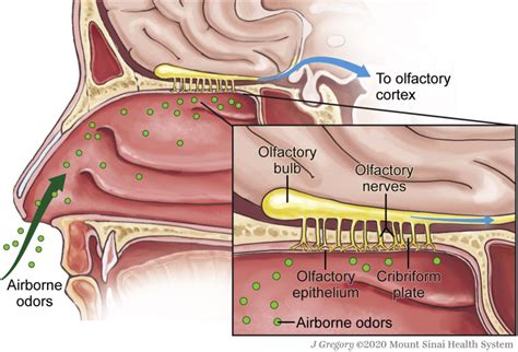 The Importance Of Considering Olfactory Dysfunction During The Covid 19
