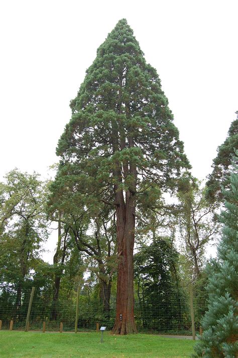 Figurasequoiadendron Giganteum Giant Sequoia Tyler Arboretum 2000px