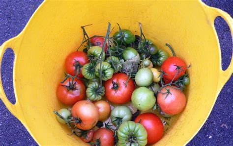 Mog Cottage Urban Farm The Last Of The Tomatoes For Sure This Time