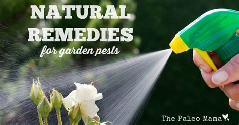 Want to know common garden pests that are in your garden and how to get rid of them? Natural Remedies for Garden Pests - The Paleo Mama