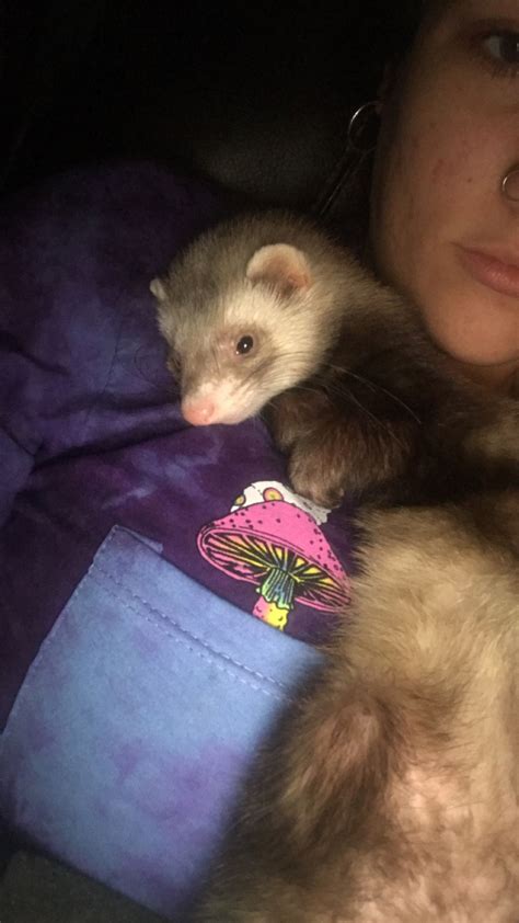 Oliver Loves To Cuddle 💜 Cute Ferrets Baby Ferrets Ferret