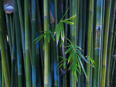 Bamboo Image Backgrounds For Powerpoint Templates Ppt Backgrounds