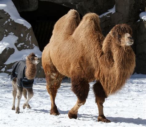 Camel Showdown Dromedary Vs Bactrian