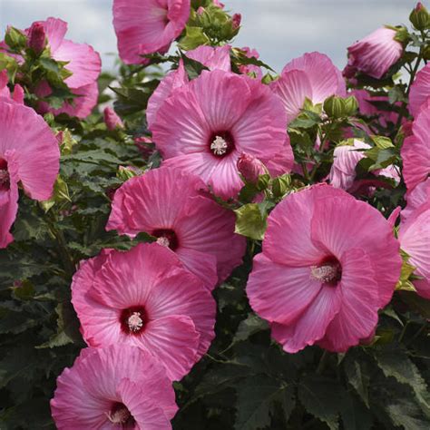 Airbrush Effect Perennial Hibiscus Hardy Hibiscus Hardy Hibiscus A