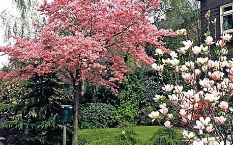 Diesen namen trägt er übrigens nicht zufällig. Schnell wachsende Bäume und Sträucher: Die besten Arten ...