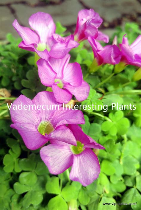 Vademecum Interesting Plants: Oxalis purpurea - Szczawik purpurowy ...