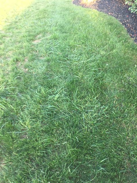 What Is This In My Grass Lawnsite™ Is The Largest And Most Active