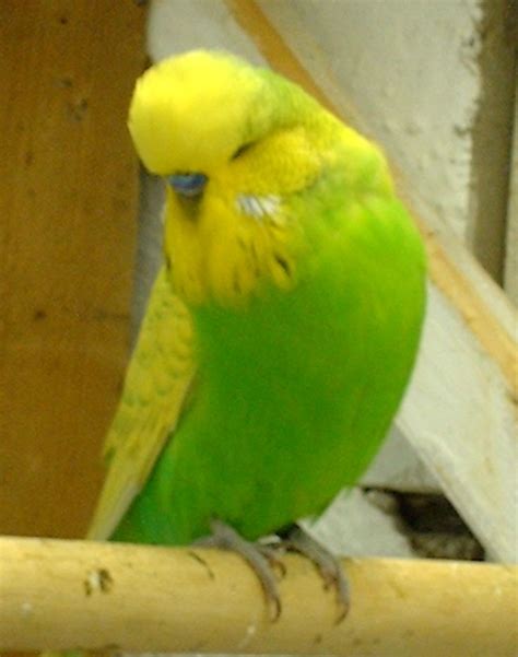 English Budgie Spangled Feathers N Friends Exotic Birds Feathers N