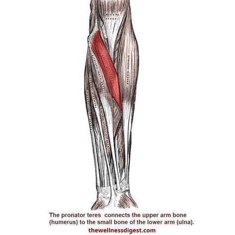 Pronator Teres Muscle Forearm Wrist Thumb Pain The Wellness Digest