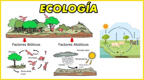 Ecosistemas Ecolog A Y Biotopo The Best Porn Website