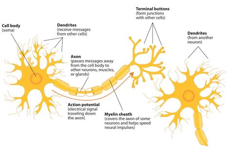 Como As Redes Neurais Artificiais E As Redes Neurais Biol Gicas S O