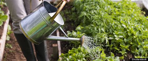 At sunrise, when everything is cooler, you'll get the best water absorption. When To Water Your Plants: Should You Garden In The ...