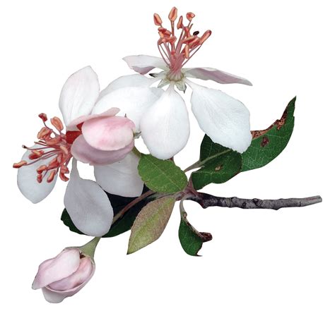 Library Of Apple Blossom Flower Vector Royalty Free