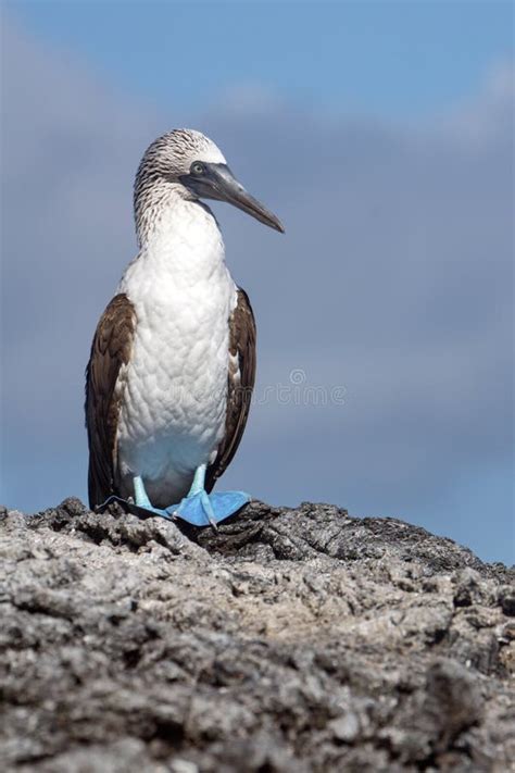 Bobo De Patas Azules En Las Islas Galápagos Foto De Archivo Imagen De