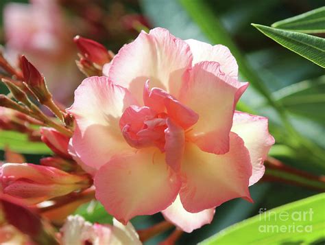 Oleander Mrs Roeding 1 Photograph By Wilhelm Hufnagl Fine Art America