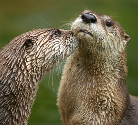 River Otters Florida Wildlife Federation