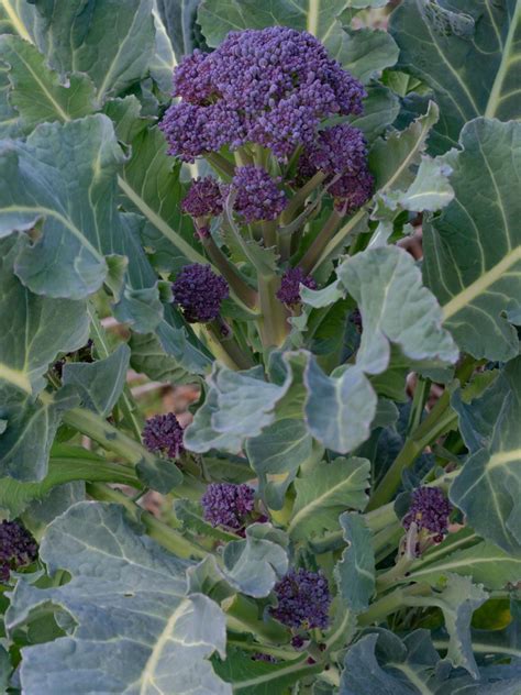 What Is Purple Sprouting Broccoli Purple Sprouting Broccoli Growing