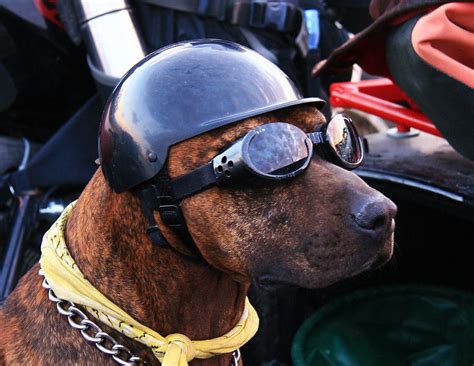 Steely Dog Helmet Dogs Motorcycle Sidecar