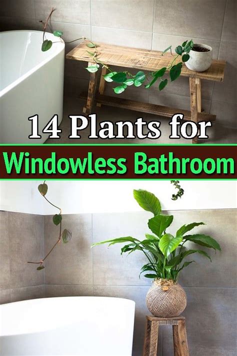 Best Plants For Bathroom With No Windows