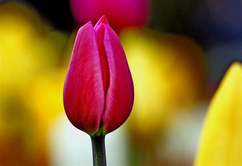 Free Images Flower Petal Tulip Red Yellow Flora Close Up