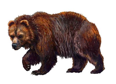 Alaskan Brown Bears Pictures Illustrations Royalty Free Vector