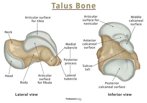 Anatomy Of The Talus Radiology Case Radiopaedia Org A