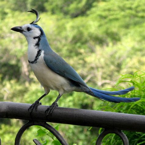 We did not find results for: White-throated Magpie-jay