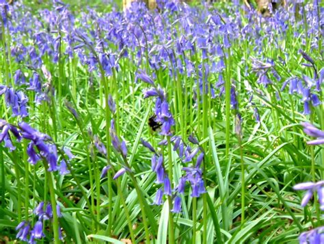 Trees To Plant Blue Bell Flowers Bluebells