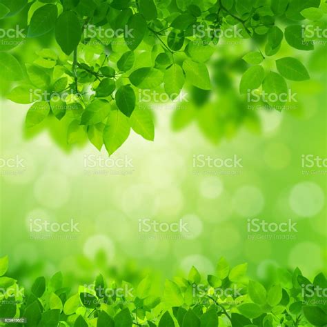 Green Leaves Border On White Background Stock Photo Download Image