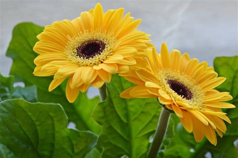 Yellow Gerberas