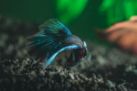 Are Betta Fish Freshwater Or Saltwater Fish A Clear Answer