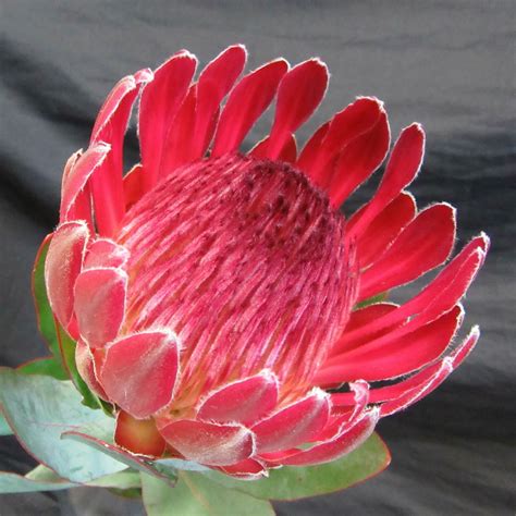Protea Sharonet South African Fresh Flower Exporters