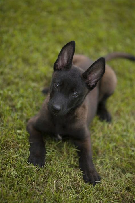 Belgian Malinois Puppy Tap The Pin For The Most Adorable Pawtastic