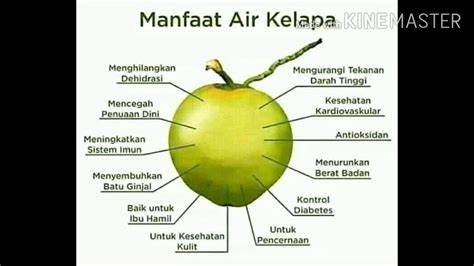Inilah yang membuat air kelapa baik diminum ketika anda sakit seperti diare yang membuat anda kehilangan banyak cairan tubuh. Manfaat Air kelapa Untuk kesihatan! - YouTube
