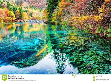Amazing Submerged Tree Trunks In Water Of The Five Flower Lake Stock