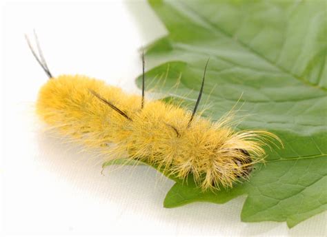 Yellow Fuzzy Caterpillar Royalty Free Stock Photography Image 11269487