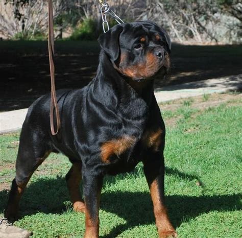 Rottweiler puppies for sale your search returned the following puppies for sale. German Rottweiler Puppies For Sale - Von Ruelmann ...