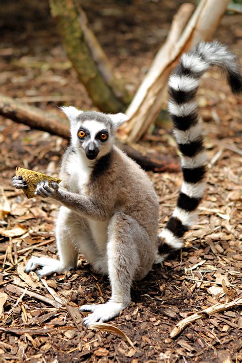 Ring Tailed Lemur Disney Animals Wiki Fandom