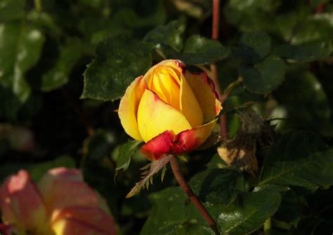 Rose, roos, роза, バラ, róża, gül, ܘܪܕܐ, i̇tburnu, rozen, গোলাপ, ружа, गुलाब, ruža, roz, růže, rosen, kibuvits, rosa, rozo, arrosa, رز, rosier, rós, 장미, մասրենի, ગુલાબ,, गुलाब, róža, prave видео pullman orient express rose канала roses, flowers, garden. 'Pullmann Orient Express' zweifarbige Duftrose :-) gelb ...