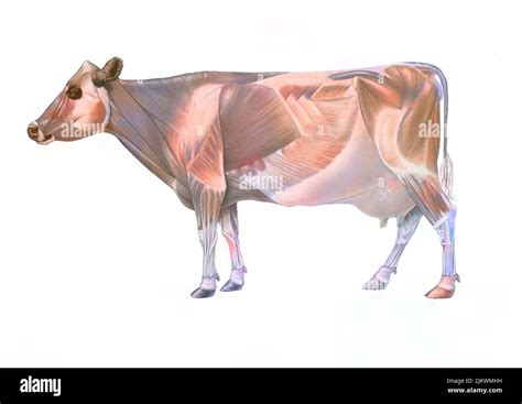 Cow Anatomy Hi Res Stock Photography And Images Alamy