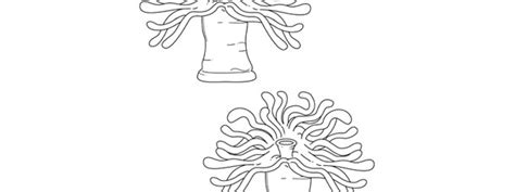 Sea Anemone Template Medium