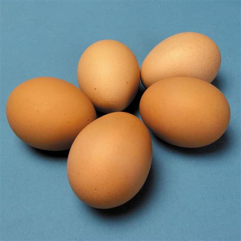 We did not find results for: Manfaat Telur Dari Distributor Telur Ayam Negeri Bagi ...