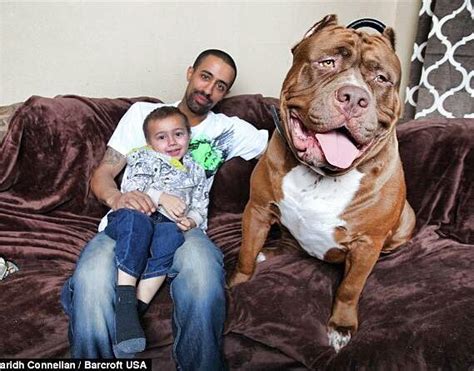 175lb Hulk Is The World S Largest Pit Bull