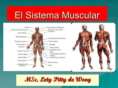 Imagen Del Sistema Muscular Y Sus Partes Imagui